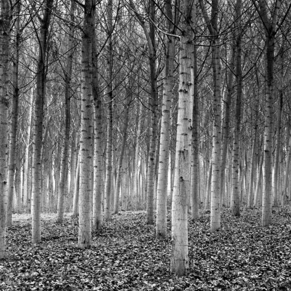 Popular Black and White