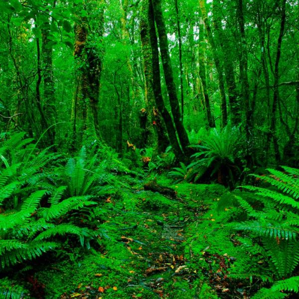 Lush Rain Forest Path